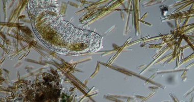 Deri solucanı derede 100 kat daha fazla yiyecek arıyor.