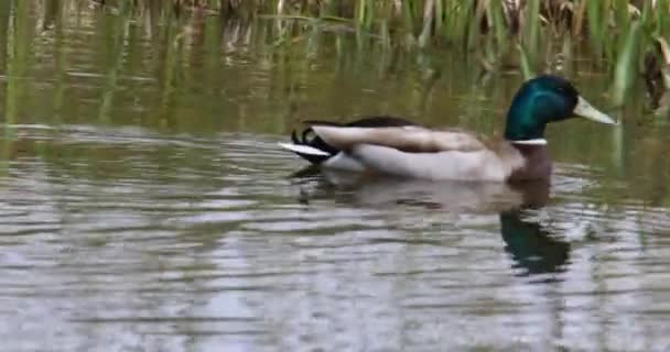 葦への池のアヒルの水泳 — ストック動画