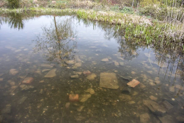 Trees Reflected Surface Pond — Stock Photo, Image