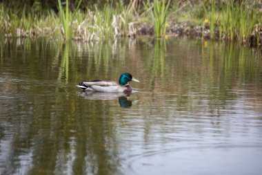 Ördek sazlıklara doğru yüzer.