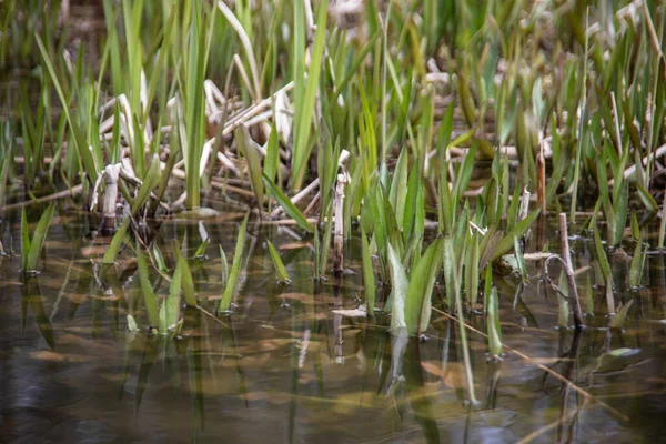 Grünes Schilfgras Ufer Des Pools — Stockfoto