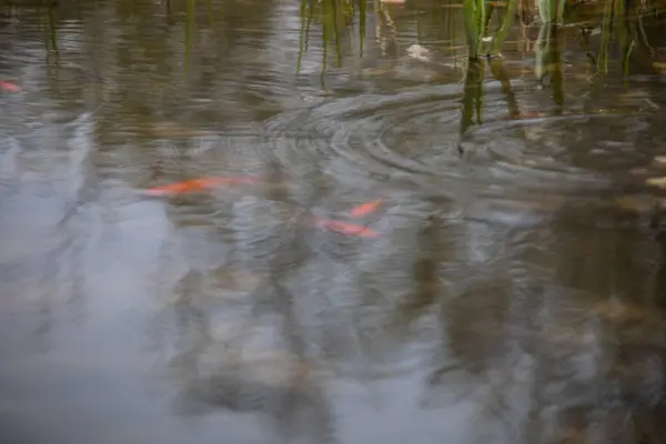 Gold Fishes Swimming Pond — Stock Photo, Image