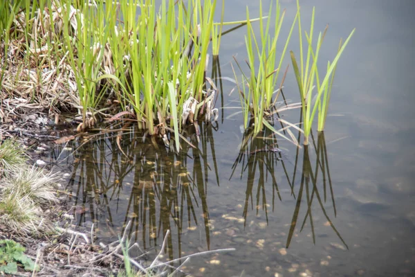 Green Reed Grass Bank Pool — Stock Photo, Image