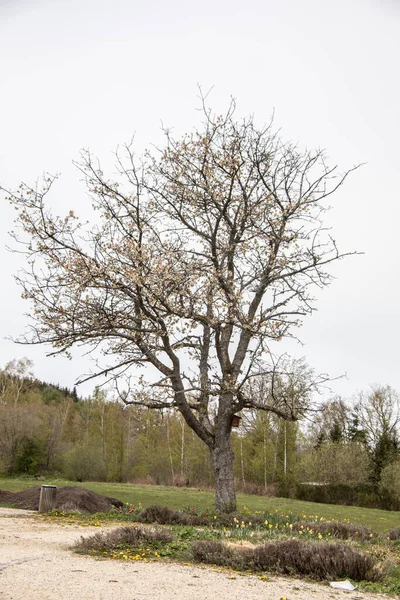 Single Blooming Fruit Tree Park — Stock Photo, Image