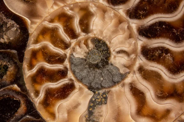 Fossilizzazione Dell Ammonite Piritizzata 150 Milioni Anni Baviera — Foto Stock