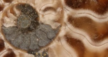 Amonit fosilleşmesi ateşlendi, 150 milyon yaşında, Bavyera