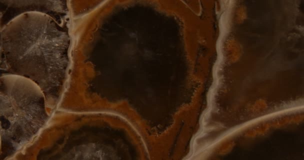Απολιθωμένος Αμμωνίτης Ηλικίας 150 Εκατομμυρίων Ετών Βαυαρία — Αρχείο Βίντεο