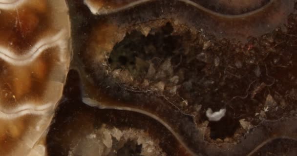 Fossilizzazione Dell Ammonite Piritizzata 150 Milioni Anni Baviera — Video Stock