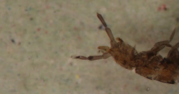 Springtail Hmyz Pod Lupou — Stock video