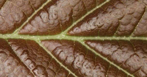 虫眼鏡の下に葉脈のある落葉樹の葉 — ストック動画