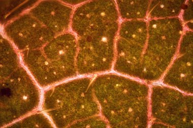 Mikroskop altında yaprak damarları olan yaprak yapraklı bir ağaç yaprağı.