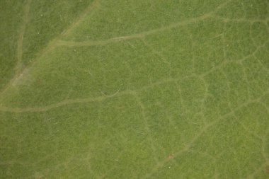 Yaprak döken bir ağacın yaprakları, büyüteç altında yaprak damarları