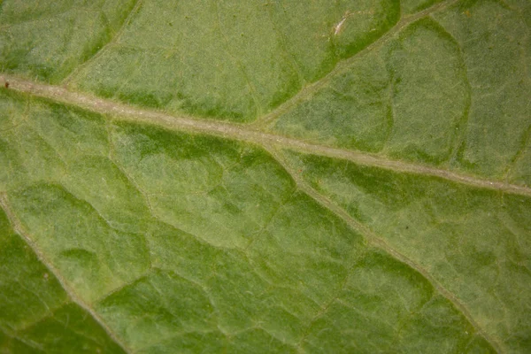 Blad Van Een Loofboom Met Bladnerven Onder Een Vergrootglas — Stockfoto