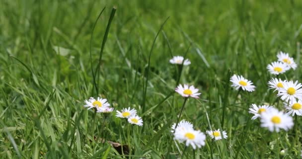 Enorma Blommor Från Ett Hav Färgglada Blommor Slottsträdgården — Stockvideo