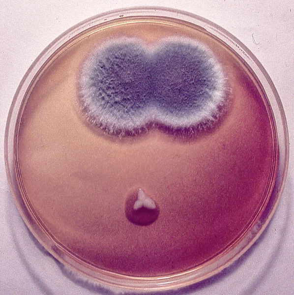 Petrischalen Met Kweekmedium Schimmel Het Laboratorium — Stockfoto