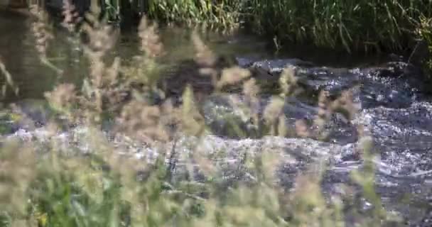 Rio Selvagem Verão Com Spray — Vídeo de Stock