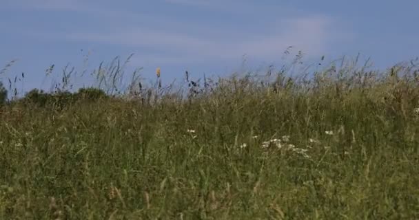Halme Aus Hohem Gras Bewegen Sich Leicht Und Sanft Wind — Stockvideo