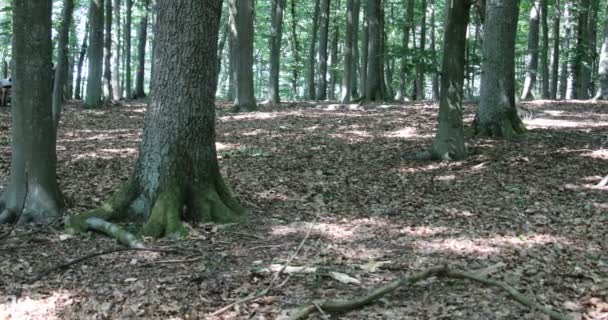 灰の枝や空は かれらの上に高く登り — ストック動画