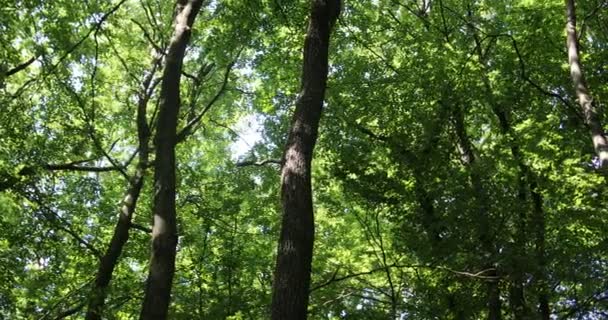 le ciel et les branches de la cendre tournent sur eux-mêmes