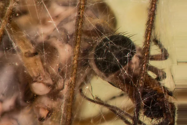 Insect as food supply spun with threads by spider
