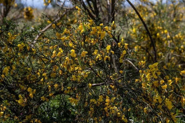 Balai Aux Fleurs Jaunes Sur Bord Prairie — Photo