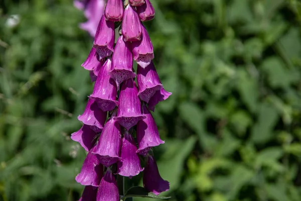 Κόκκινο Foxglove Φαρμακευτικό Φυτό Στο Δρόμο — Φωτογραφία Αρχείου