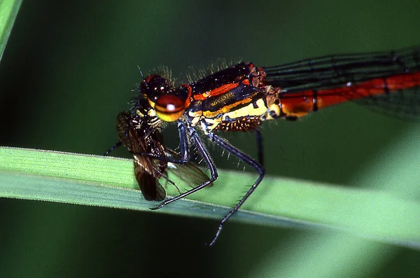 Adonis Libelle Frisst Fliege Auf Einem Grashalm — Stockfoto