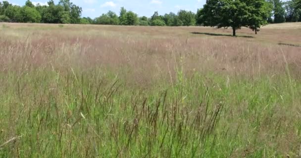 Heide Landschap Met Grassen Individuele Bomen — Stockvideo