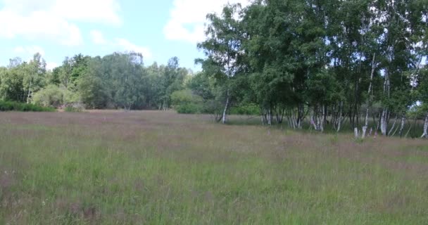 Heide Landschap Met Grassen Individuele Bomen — Stockvideo