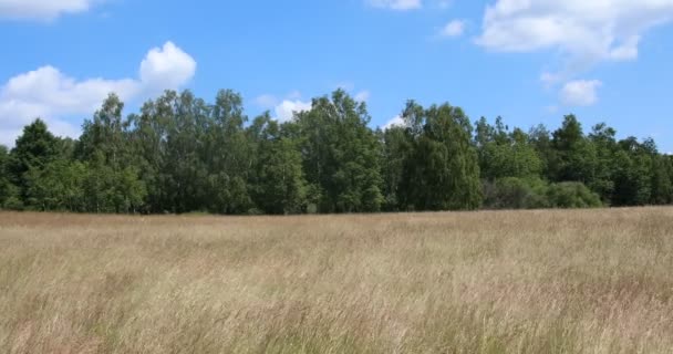 Heide Landschap Met Grassen Individuele Bomen — Stockvideo