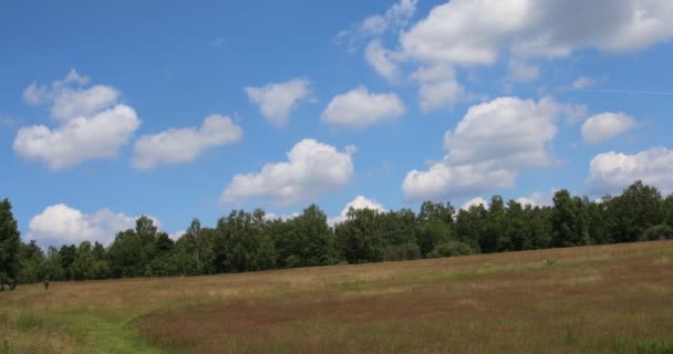 Heidelandschaft Mit Gräsern Und Einzelnen Bäumen — Stockvideo