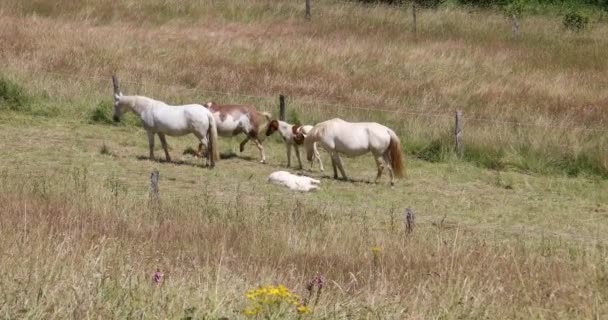 Cavalos Brancos Estão Pasto Comer Grama Verde Fresco — Vídeo de Stock