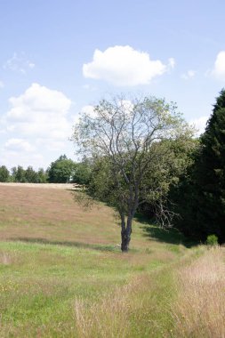 Çimenlerle ve ağaçlarla dolu Heather manzarası
