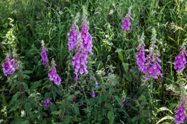 Çimenlerle ve ağaçlarla dolu Heather manzarası