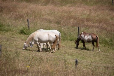 Beyaz atlar otlaktalar ve taze yeşil otlar yiyorlar.