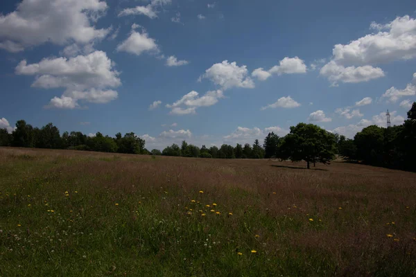 Paesaggio Erica Con Erbe Singoli Alberi — Foto Stock