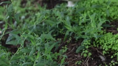 Ormanda şempanze mantarı