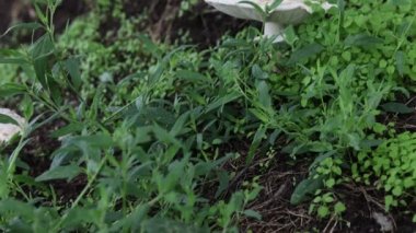 Ormanda şempanze mantarı