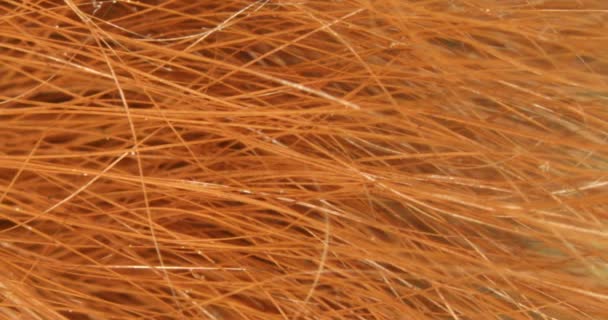 Červená Hnědá Srst Vlasy Veverky Pod Microskop 100X — Stock video