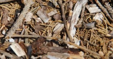 Yazın bir açıklıkta kurumuş çam iğneleriyle orman zemininde