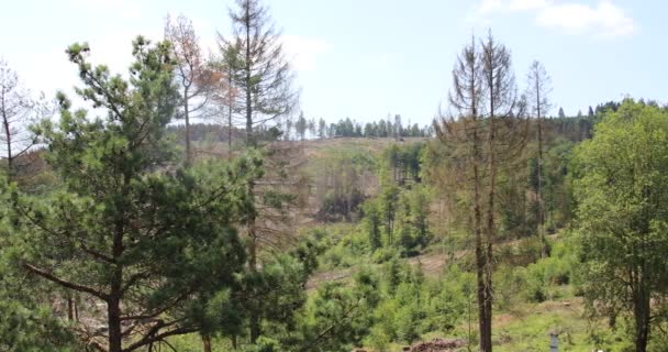 Uszkodzony Las Iglasty Lecie Korą Chrząszczy — Wideo stockowe
