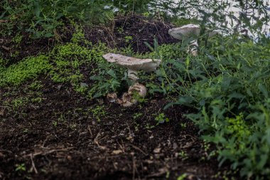Parasol mushroom in the forest at the foot of a tree trunk