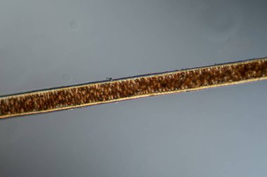 red brown fur and hair from the squirrel under the microskop 200x