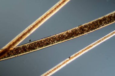 red brown fur and hair from the squirrel under the microskop 200x