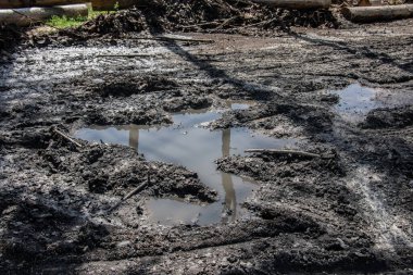 Puddle on forest path after rain