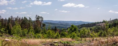 Panorama of Damaged coniferous forest in summer with bark beetles