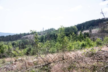 Yazın ağaç kabuğu böcekleriyle kaplı kozalaklı bir orman.