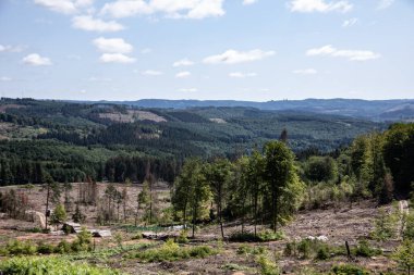 Yazın ağaç kabuğu böcekleriyle kaplı kozalaklı bir orman.