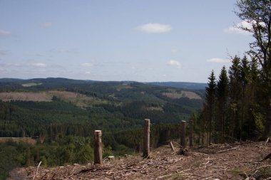 Yazın ağaç kabuğu böcekleriyle kaplı kozalaklı bir orman.