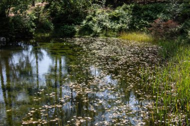 shiny pool between green trees in the forest